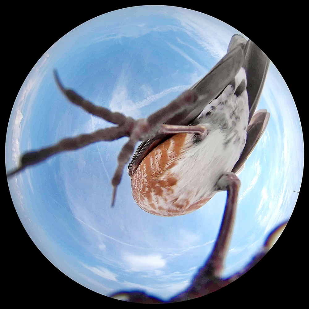 INSECT series, exhibition outline